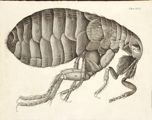 Przekrój pchły z Micrographii, wyd. 1665 autorstwa Robert Hooke