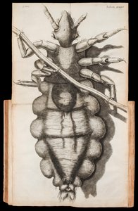 Rozkładana ilustracja wszy na kosmyku włosów z „Micrographia” o obserwacjach pod mikroskopem autorstwa Roberta Hooke