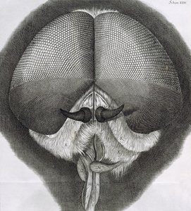 Szary dron-mucha, obserwacja XXXIX z Hookes Micrographia, 1664 autorstwa Robert Hooke