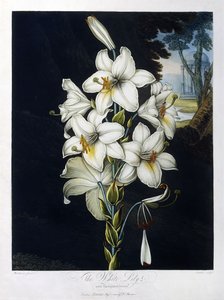 Biała Lilia autorstwa Robert John (after) Thornton