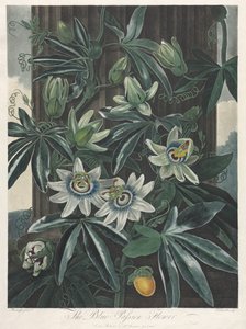 Świątynia Flory, czyli Ogród Natury: Niebieski Kwiat Męki, 1800.