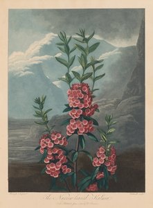 Świątynia Flory, czyli Ogród Natury: Wąskolistna Kalmia, Górski Wawrzyn, 1804.