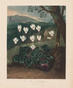 Świątynia Flory, czyli Ogród Natury: Perski Cyklamen, 1799-1807.