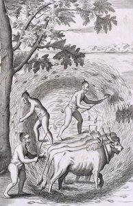 Sposób wybierania ryżu, z An Historical Relation of the Island Ceylon, pub. 1681 rycina autorstwa Robert Knox