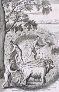 Sposób deptania ryżu, wyd. 1681. autorstwa Robert Knox