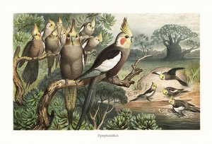 Stado nimf, Nymphicus hollandicus, przy wodopoju. 1882 (chromolitografia) autorstwa Robert Kretschmer