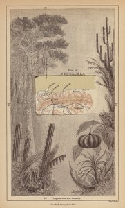 Wenezuela (grawerunek)
