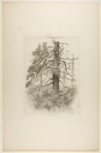Stare drzewa na wyspie Naushon autorstwa Robert Swain Gifford