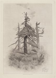 Stare drzewa na wyspie Naushon [tablica 2] autorstwa Robert Swain Gifford