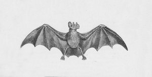 Nietoperz wampir, c1885, 1890 autorstwa Robert Taylor Pritchett