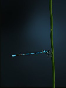 Damselfly, 2022 (cyfrowy) autorstwa Roberta Murray