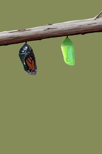 Monarch Cocoons, 2022 (w wersji cyfrowej) autorstwa Roberta Murray