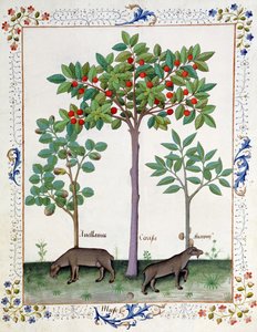 Krzew orzecha laskowego (po lewej) i Wiśnia (w środku), ilustracja z Księgi prostych leków autorstwa Matthaeusa Plateariusa 162r autorstwa Robinet Testard