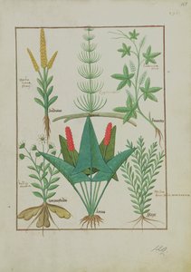 Pani ks. Fv VI #1 fol.125r Górny rząd: Kukurydza, Skrzyp i Labruscae flos. Dolny rząd: Daisy, Jarus i Majeranek, ilustracja z Prostej księgi leków, autorstwa Mattheausa Plateariusa (zm. 1161) ok. 1470 r. autorstwa Robinet Testard