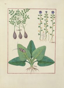 Pani ks. Fv VI #1 fol. Ilustracja z Księgi prostych leków autorstwa Mattheausa Plateariusa (zm. 1161) ok. 1470 r. autorstwa Robinet Testard
