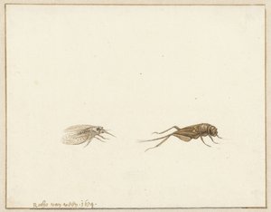 Dwa owady autorstwa Rochus van Veen