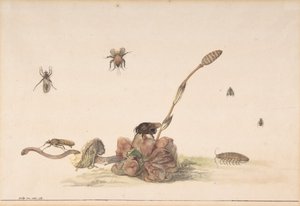 Różne owady przez grzyba, 1681. autorstwa Rochus van Veen