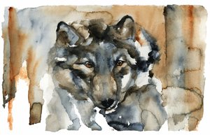 Akwarela „Dziki Wilk” autorstwa RodMacIver
