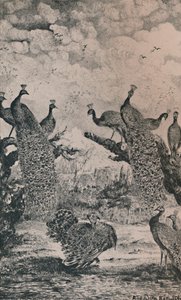 Pawie, 1869, 1946 autorstwa Rodolphe Bresdin