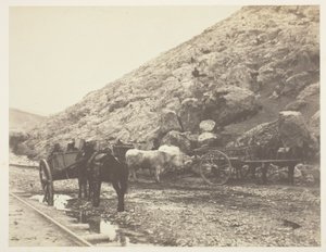 Bydło i wozy, opuszczające Bałakławę autorstwa Roger Fenton