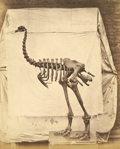 Dinornis Elephantopus Dinozaur autorstwa Roger Fenton