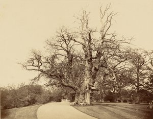 [Studium drzewa i podjazdu] autorstwa Roger Fenton