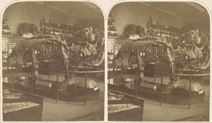 Megatherium, Muzeum Brytyjskie, lata 50. XIX wieku. autorstwa Roger Fenton