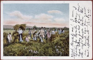 Pocztówka przedstawiająca żniwa rumuńskich chłopów, 1906
