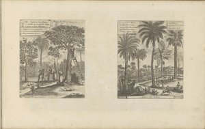 Landschappen stawia mangobomen, koko- en palmbomen Owoce wyspy Jawa itp. / Drzewa Indii (tytuł na obiekcie) Indie Wschodnie i Zachodnie oraz inne miejsca (tytuł serii) autorstwa Romeyn de Hooghe