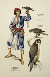 Yusef, Falconer do szejka Mahmuda Hafiza (gwasz na papierze) autorstwa Ron Embleton