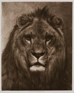 Lew autorstwa Rosa Bonheur