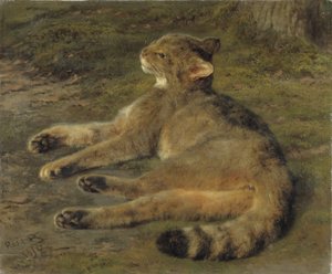 Dziki kot, 1850