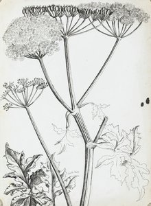 Krowa Pietruszka