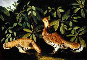 Dwie cietrzewie w zaroślach autorstwa Rubens Peale