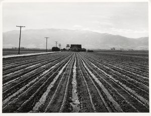 Młoda sałata, Salinas, Kalifornia autorstwa Russell Lee