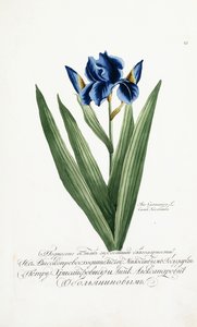 Irys Germanik, 1797-1803 autorstwa Russian School
