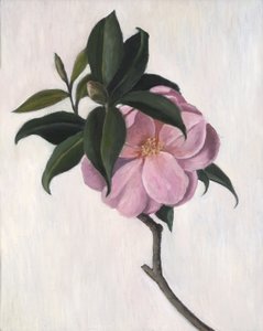Kamelia, 1998