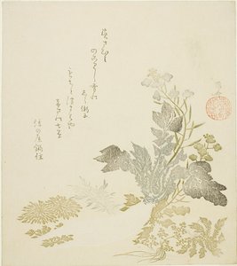 Olbrzymia Rzodkiewka (daikon), Chryzantemy i Paprocie