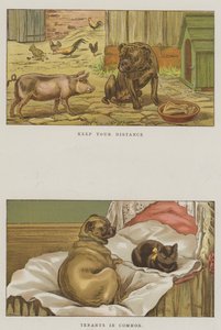 Psy humorystyczne (chromolitho)