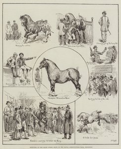 Szkice na Shire Horse Show, w Royal Agricultural Hall, Islington