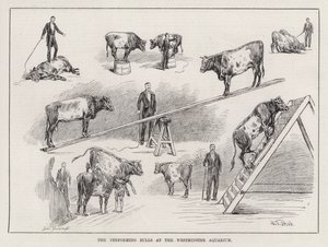 Performing Bulls w Westminster Aquarium (grawerowanie)