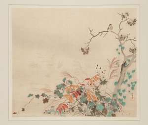 Hawk on Plants (kolorowy drzeworyt) autorstwa Sakai Hoitsu