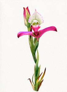 Różowy kwiat orchidei autorstwa Salome
