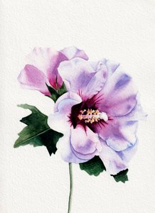 Kwitnące fioletowe hibiskusy autorstwa Salome