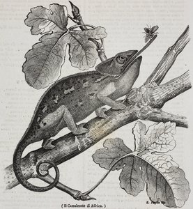 Afrykański kameleon, litografia Salvatore Puglia z Poliorama Pittoresco, nr 30, 4 marca autorstwa Salvatore Puglia