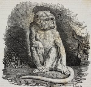 Małpa albinos w Jardin des Plantes, paryski ogród botaniczny, Francja, litografia Salvatore Puglia z Poliorama Pittoresco, nr 23, 14 stycznia