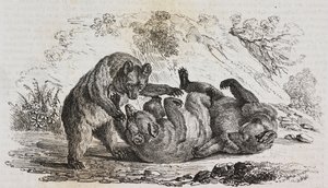 Niedźwiedzie z Asturii, Hiszpania, litografia Salvatore Puglia z Poliorama Pittoresco, nr 9, 7 października autorstwa Salvatore Puglia