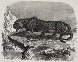 Czarna Pantera w Jardin des Plantes, paryski ogród botaniczny, Francja, litografia Salvatore Puglia z Poliorama Pittoresco, nr 26, 4 lutego