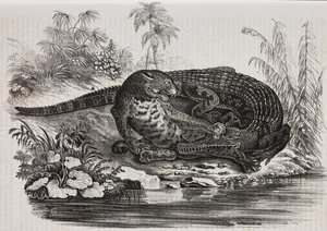 Kajman i jaguar, litografia Salvatore Puglia z Poliorama Pittoresco, nr 16, 25 listopada autorstwa Salvatore Puglia