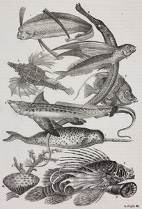 Stworzenia oceaniczne: 1 Dattiloftera, 2 Syngnathus, 3 Pegasus, 4 Trachypterus, 5 Chaetodon, 6 Królik, 7 Jednorożec (narwal), 8 Latające pteroidy, 9 Attinia autorstwa Salvatore Puglia